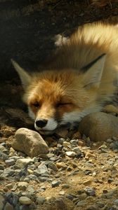 Preview wallpaper fox, sand, stones, lie