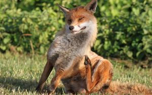 Preview wallpaper fox, scratch, grass, sit