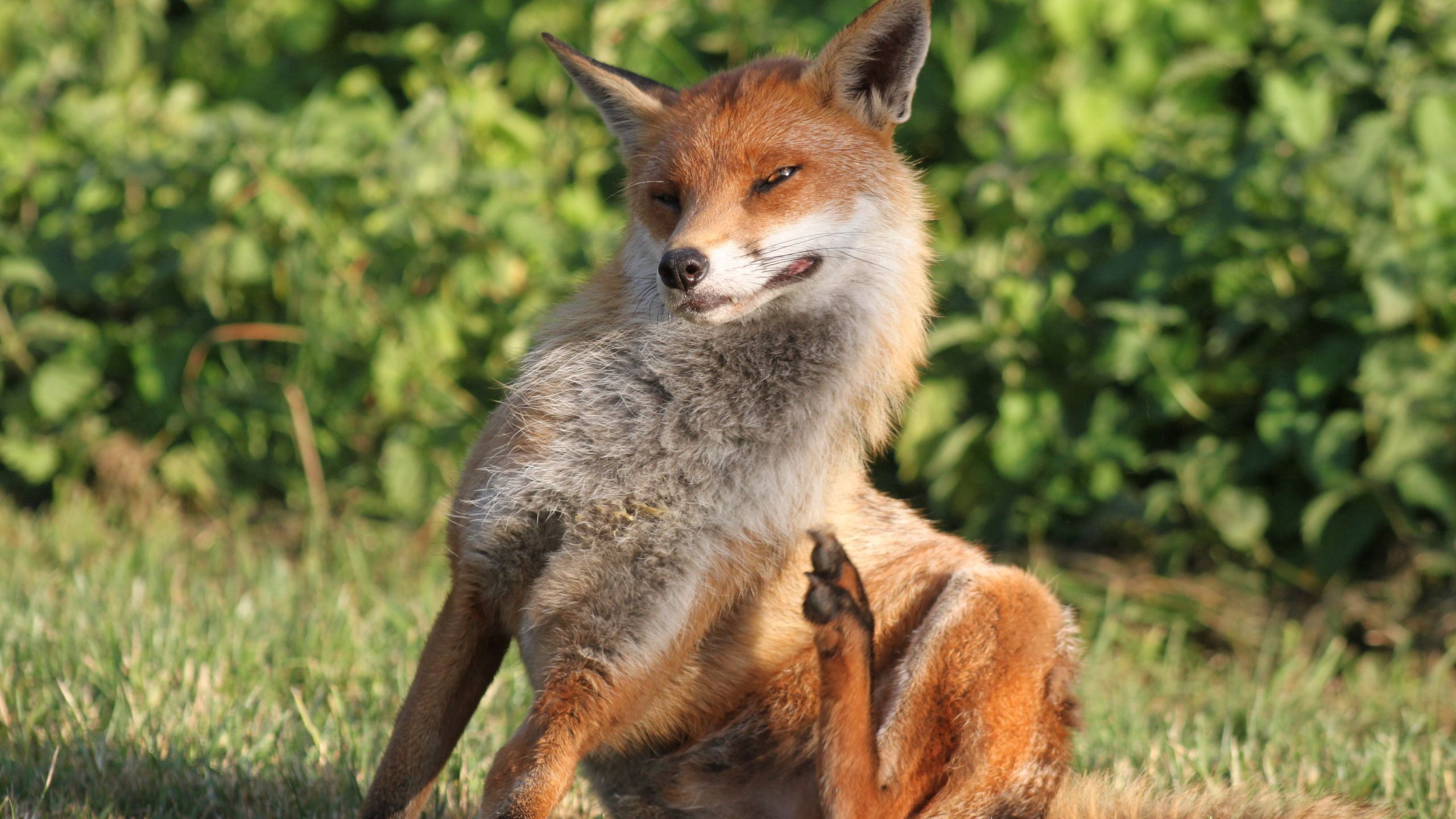 Download wallpaper 2560x1440 fox, scratch, grass, sit widescreen 16:9