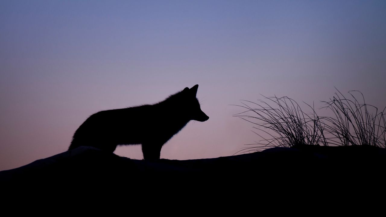 Wallpaper fox, silhouette, predator, animal, twilight, dark