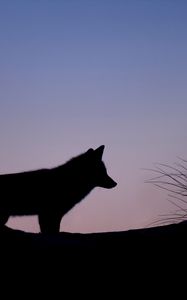 Preview wallpaper fox, silhouette, predator, animal, twilight, dark