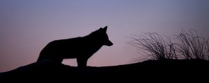 Preview wallpaper fox, silhouette, predator, animal, twilight, dark