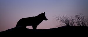 Preview wallpaper fox, silhouette, predator, animal, twilight, dark