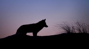 Preview wallpaper fox, silhouette, predator, animal, twilight, dark