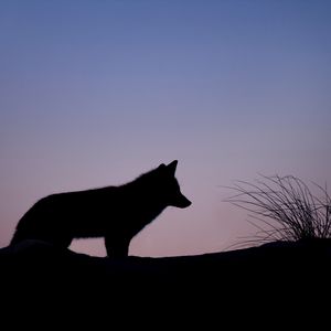 Preview wallpaper fox, silhouette, predator, animal, twilight, dark