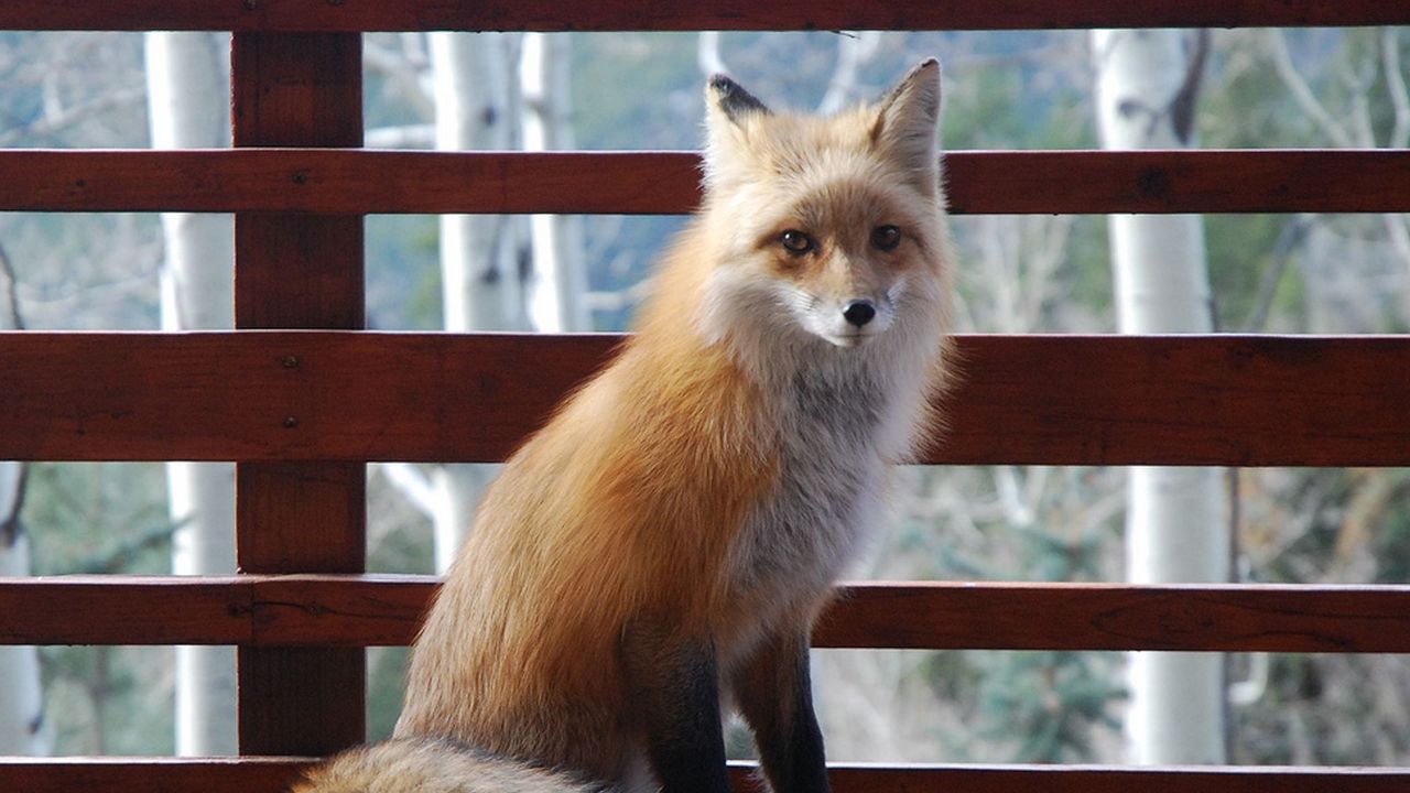 Wallpaper fox, sitting, benches, animal