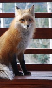 Preview wallpaper fox, sitting, benches, animal