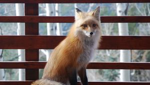 Preview wallpaper fox, sitting, benches, animal
