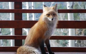 Preview wallpaper fox, sitting, benches, animal