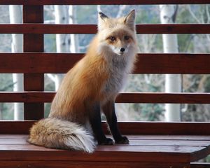 Preview wallpaper fox, sitting, benches, animal