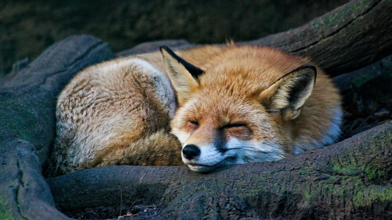 Wallpaper fox, sleep, animal, wildlife