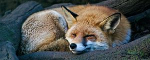 Preview wallpaper fox, sleep, animal, wildlife