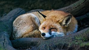 Preview wallpaper fox, sleep, animal, wildlife