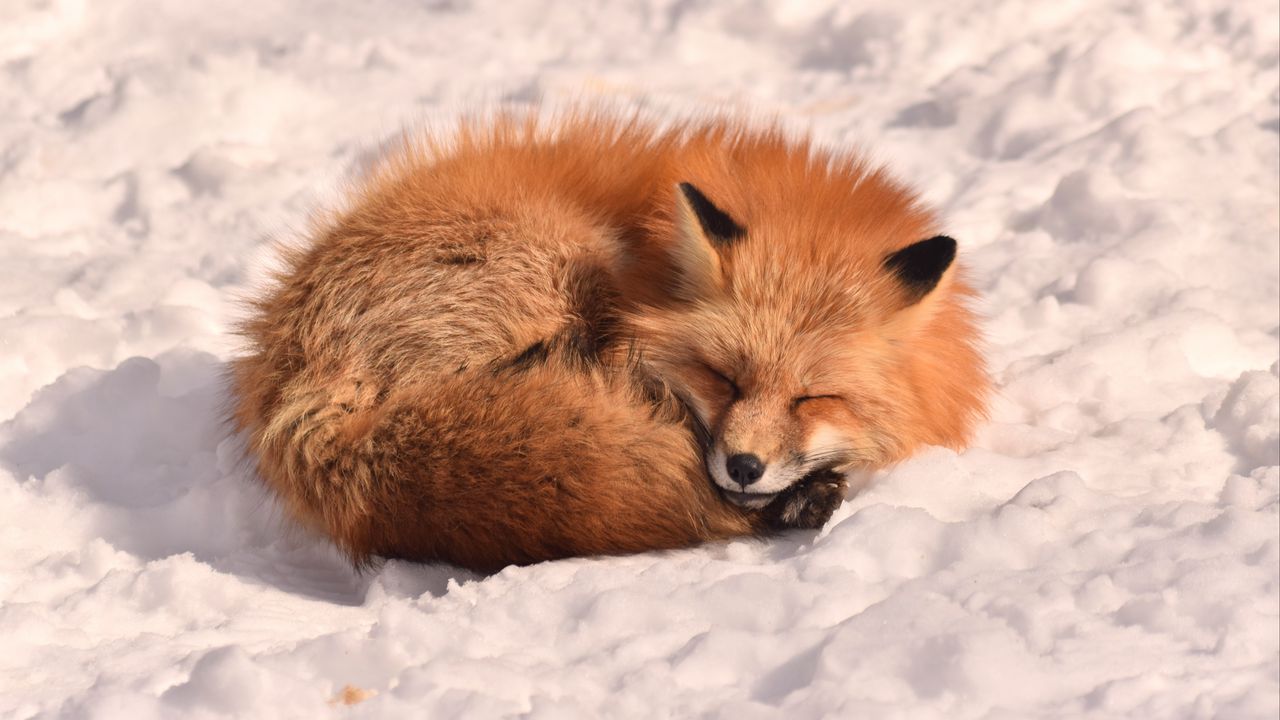 Wallpaper fox, sleep, animal, snow