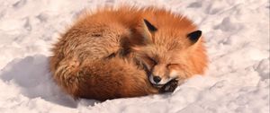 Preview wallpaper fox, sleep, animal, snow