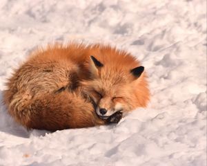 Preview wallpaper fox, sleep, animal, snow