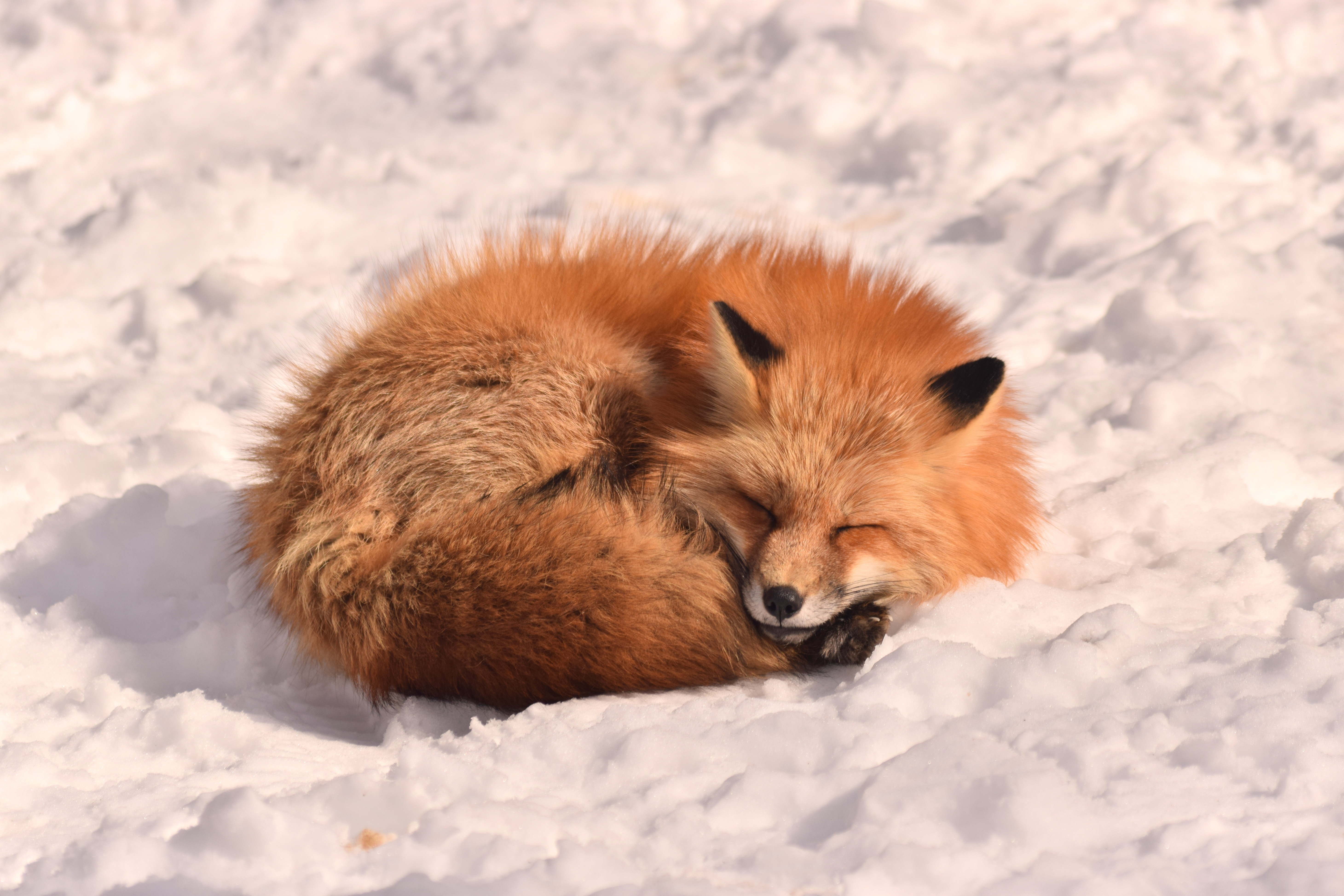 Рыжая лиса во сне. Лисица. Лиса обои.