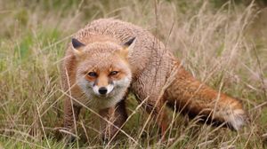 Preview wallpaper fox, sly, predator, face