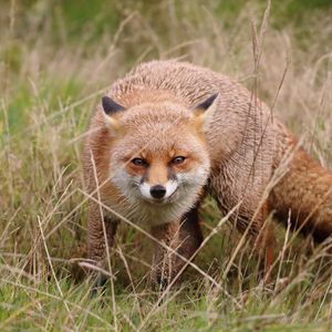 Preview wallpaper fox, sly, predator, face
