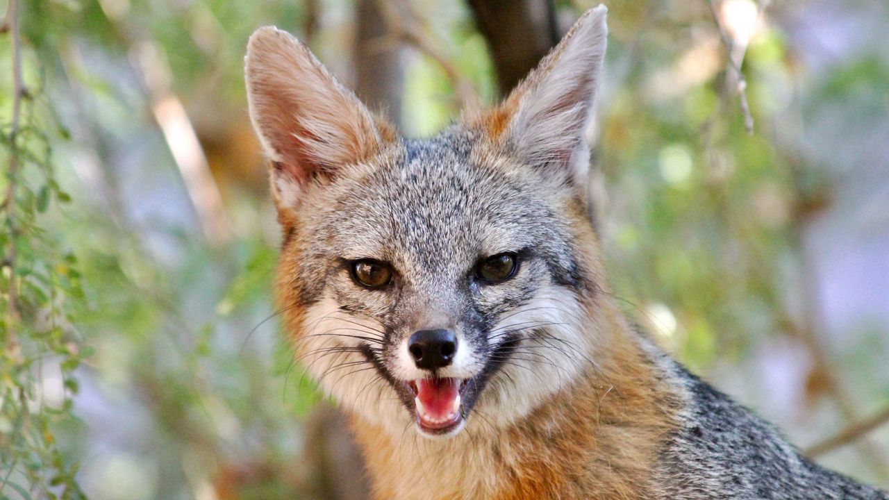 Wallpaper fox, smile, animal, brown, cute