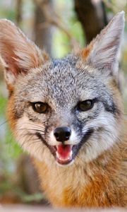 Preview wallpaper fox, smile, animal, brown, cute