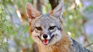 Preview wallpaper fox, smile, animal, brown, cute
