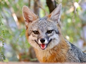 Preview wallpaper fox, smile, animal, brown, cute