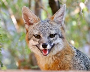 Preview wallpaper fox, smile, animal, brown, cute