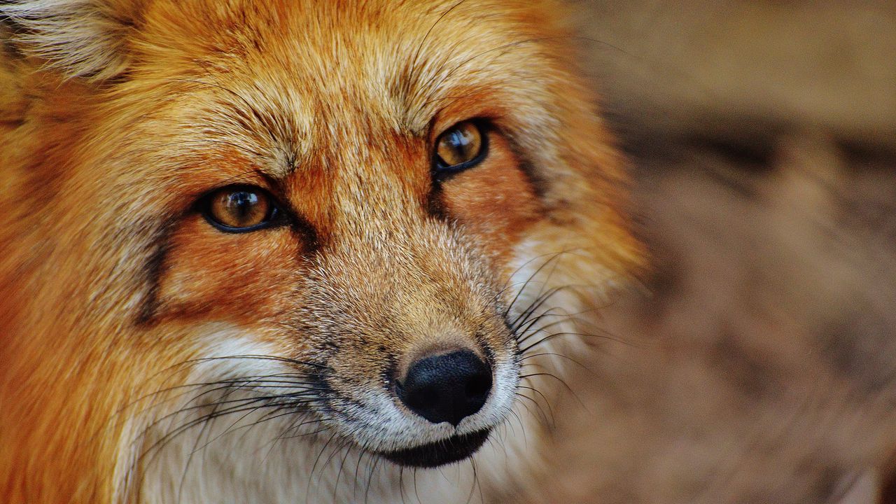Wallpaper fox, snout, predator, look