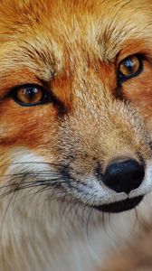 Preview wallpaper fox, snout, predator, look