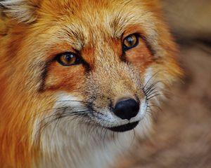 Preview wallpaper fox, snout, predator, look