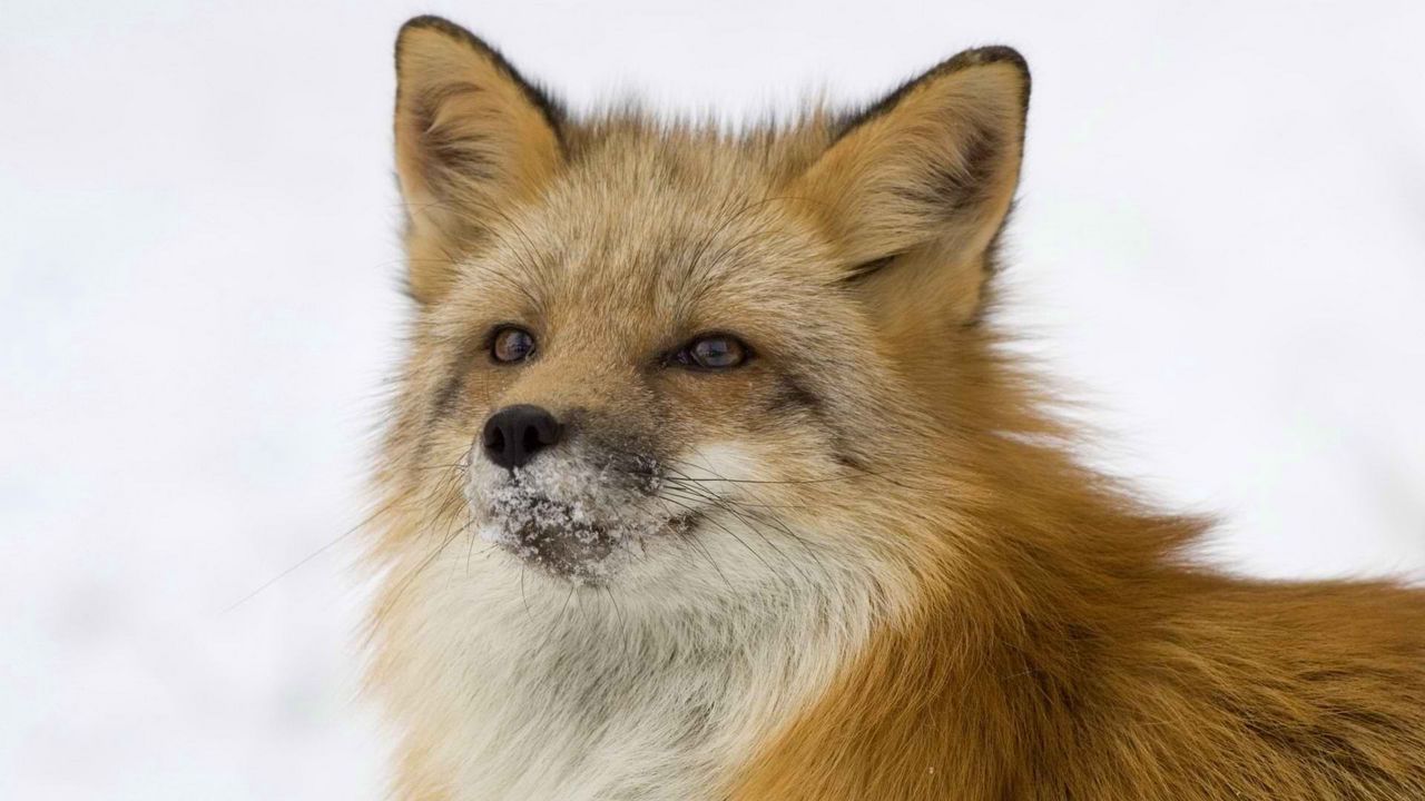 Wallpaper fox, snout, snow, fluffy
