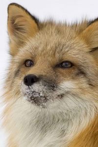 Preview wallpaper fox, snout, snow, fluffy