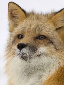 Preview wallpaper fox, snout, snow, fluffy