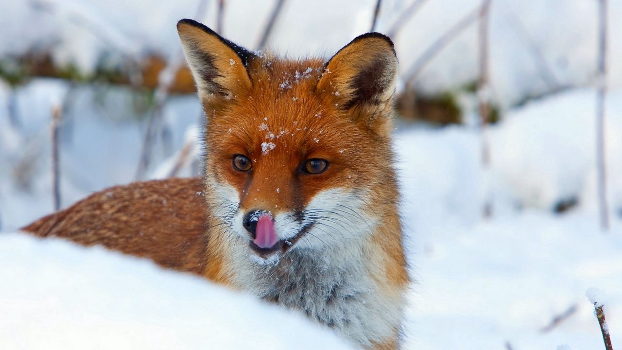 Wallpaper fox, snout, snow, view