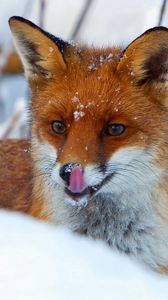 Preview wallpaper fox, snout, snow, view