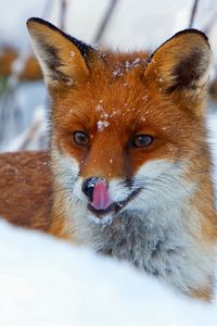 Preview wallpaper fox, snout, snow, view