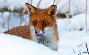 Preview wallpaper fox, snout, snow, view