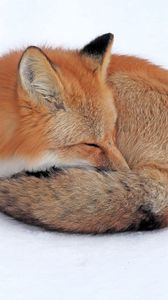 Preview wallpaper fox, snow, down, curl up, sleep