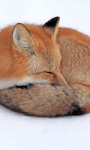 Preview wallpaper fox, snow, down, curl up, sleep