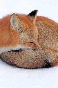 Preview wallpaper fox, snow, down, curl up, sleep