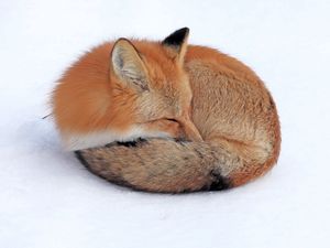 Preview wallpaper fox, snow, down, curl up, sleep