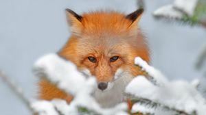 Preview wallpaper fox, snow, ears, nose