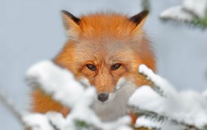 Preview wallpaper fox, snow, ears, nose