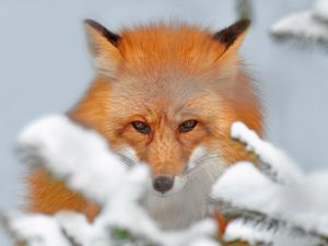 Preview wallpaper fox, snow, ears, nose