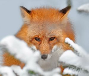 Preview wallpaper fox, snow, ears, nose