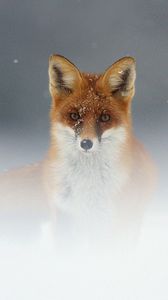 Preview wallpaper fox, snow, fog, muzzle