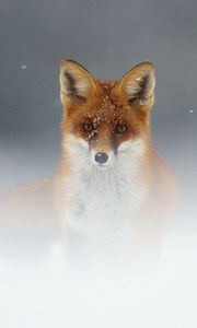 Preview wallpaper fox, snow, fog, muzzle