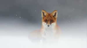 Preview wallpaper fox, snow, fog, muzzle