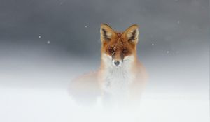 Preview wallpaper fox, snow, fog, muzzle